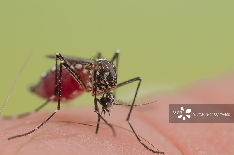 埃及伊蚊图片素材