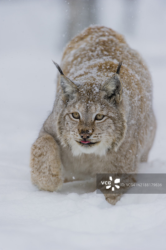 雪下的欧亚猞猁图片素材