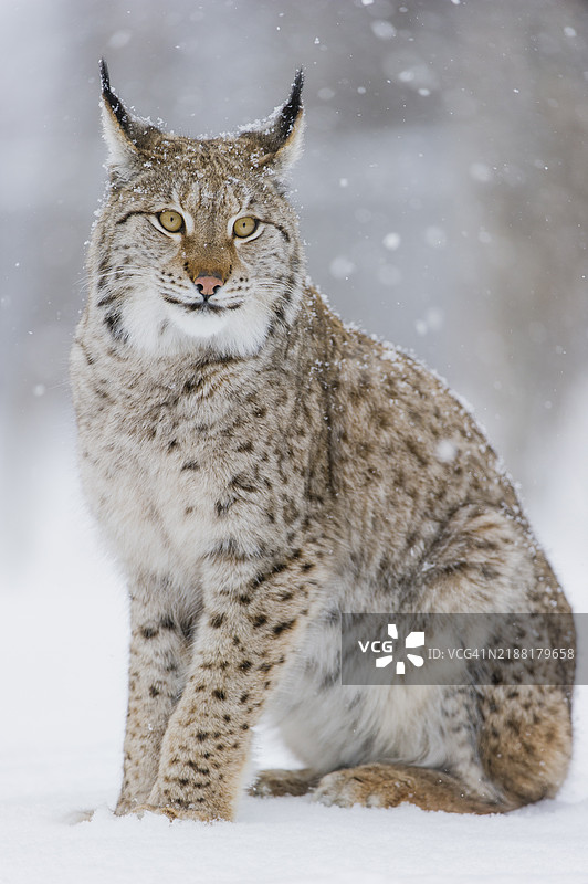 雪下的欧亚猞猁图片素材