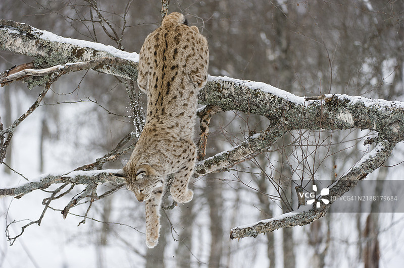 雪下的欧亚猞猁图片素材