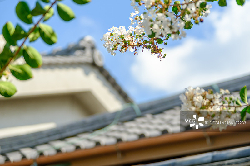 白色樱花图片素材