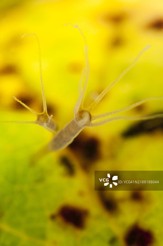 淡水小型生物图片素材
