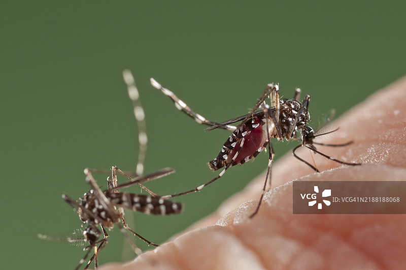 亚洲虎蚊在西班牙叮咬图片素材