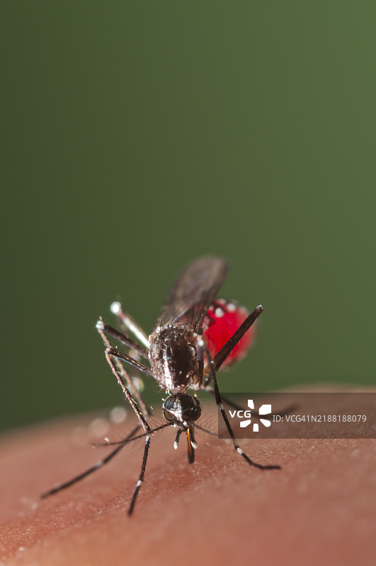 亚洲虎蚊在西班牙叮咬图片素材
