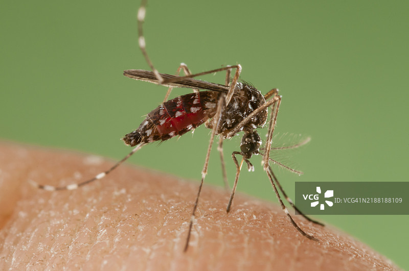 亚洲虎蚊在西班牙叮咬图片素材