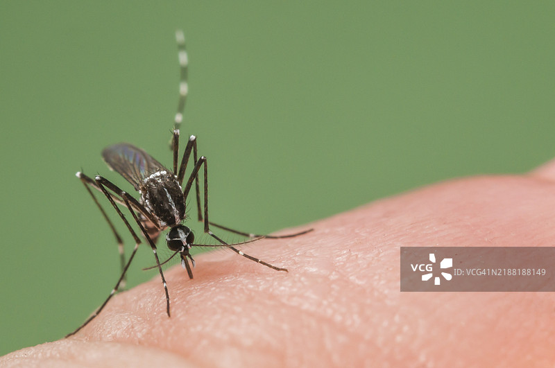 亚洲虎蚊在西班牙叮咬图片素材