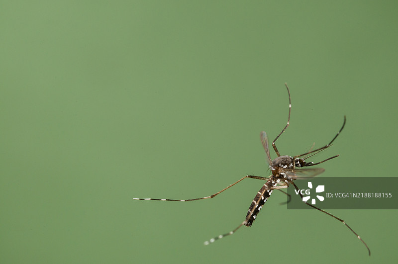 亚洲虎蚊在飞行中图片素材