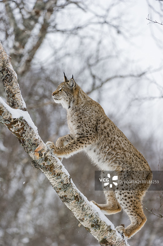 雪下的欧亚猞猁图片素材