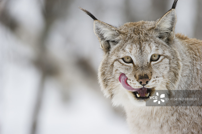 雪下的欧亚猞猁图片素材