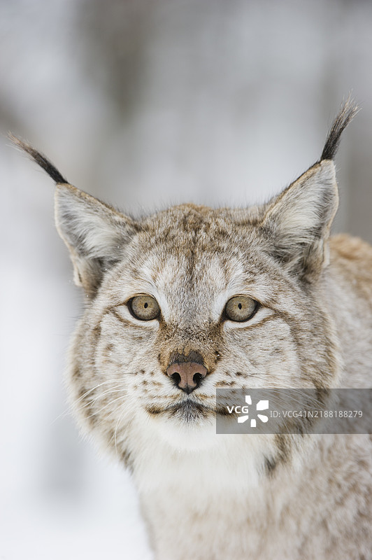 雪下的欧亚猞猁图片素材