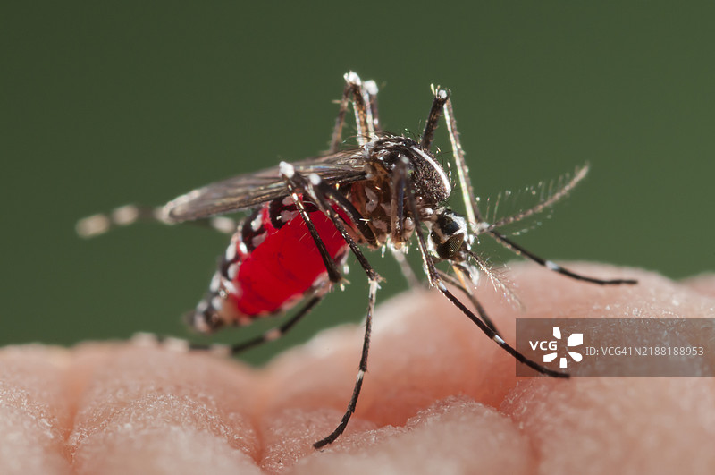 亚洲虎蚊在西班牙叮咬图片素材