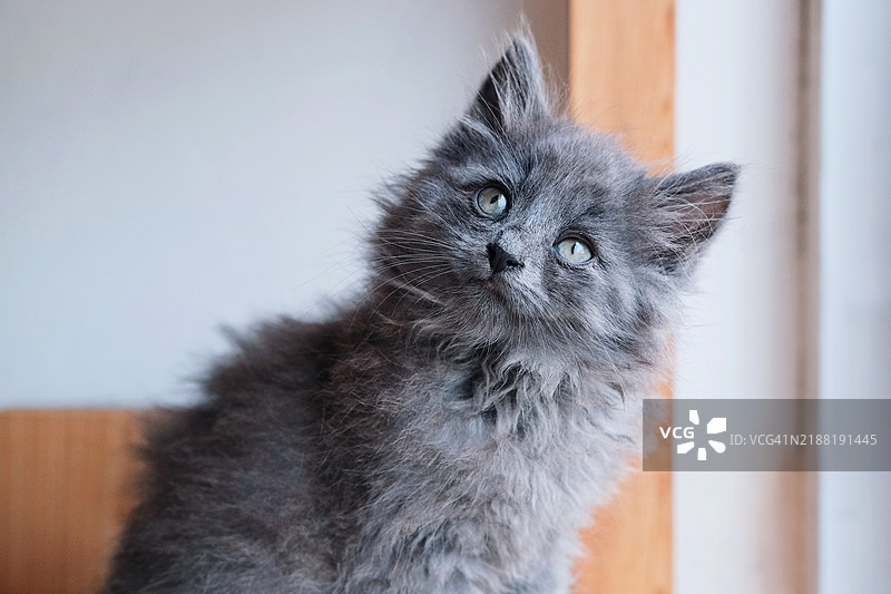 灰色搞笑的纯种尼贝龙猫特写图片素材