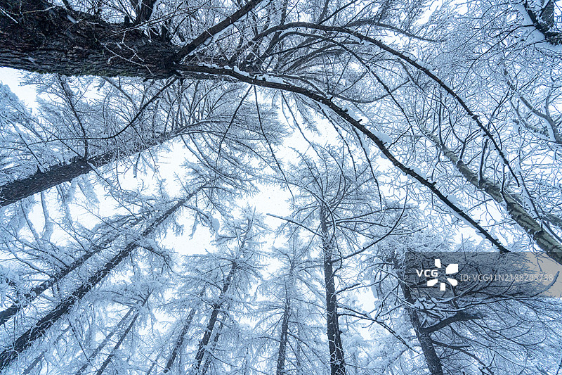 冰雪覆盖的树木在寒冷的森林中图片素材