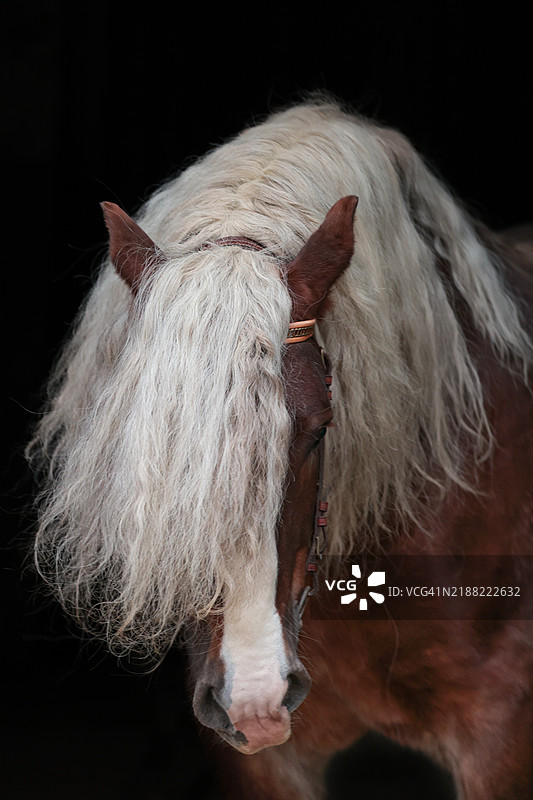 黑色背景下的小马特写图片素材