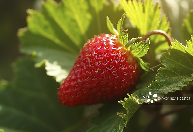 一颗成熟的红草莓，配有绿色叶子特写镜头图片素材