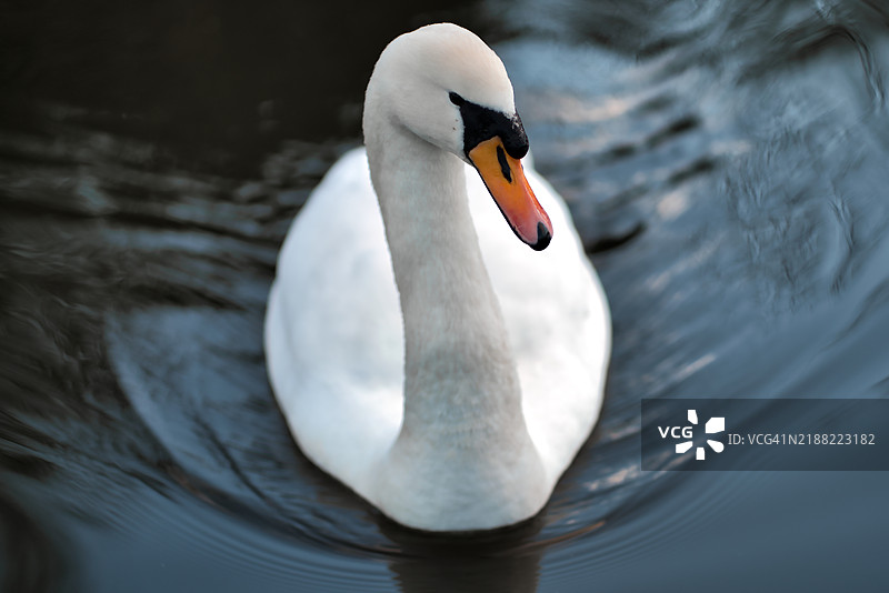 爱丁堡，英国，湖面上游泳的天鹅特写镜头图片素材