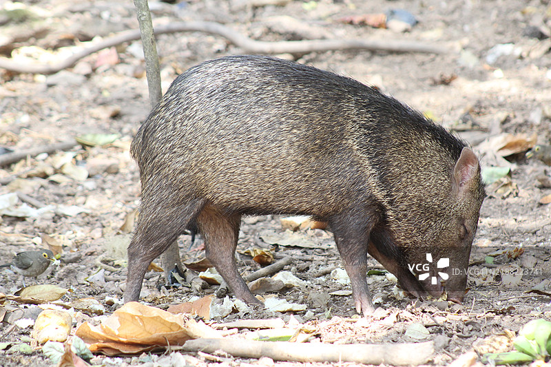 田野上动物的特写图片素材