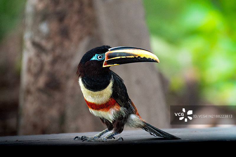 近距离拍摄的犀鸟栖息在树上，伊基托斯，洛雷托，秘鲁图片素材