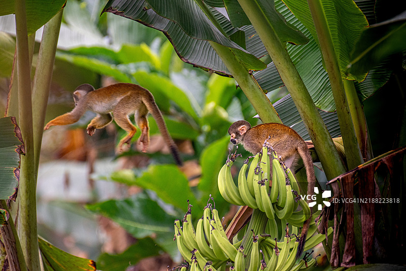 鸟儿栖息在树上的特写，伊基托斯，洛雷托，秘鲁图片素材