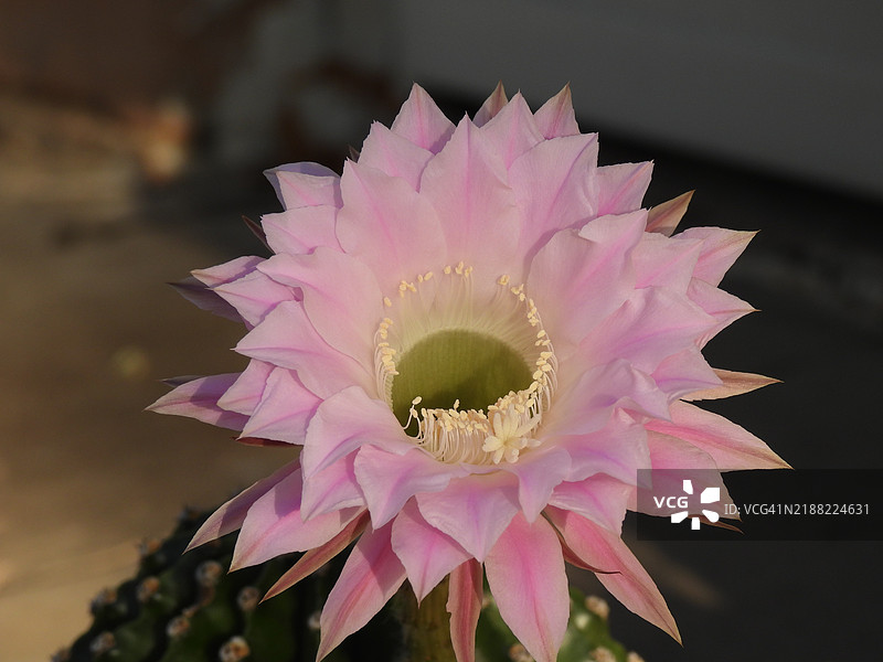 粉色花朵特写，温特沃斯，密苏里州，美国图片素材