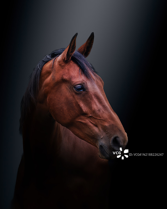 纯种马的肖像图片素材