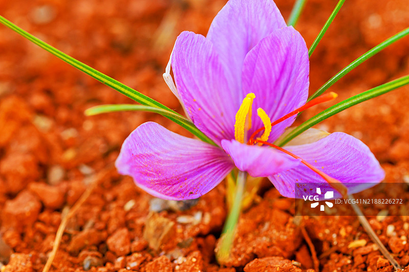 藏红花在肥沃的红土中盛开，为世界提供了资源。图片素材