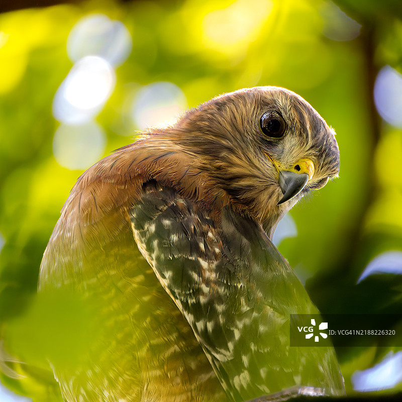 鹰的特写，乔治亚州马里埃塔图片素材