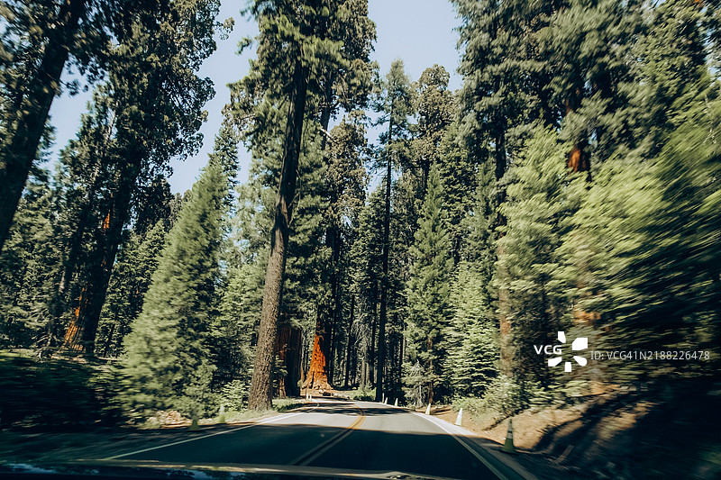穿越雄伟森林的风景驾驶，树木高耸，阳光洒在道路上。巨型红杉森林探险。图片素材