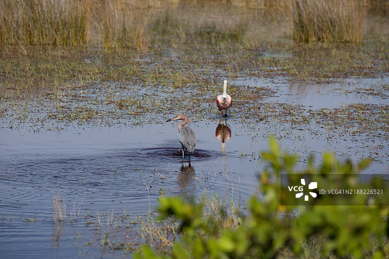 红色苍鹭和玫瑰鹮在佛罗里达州提图斯维尔的梅里特岛国家野生动物保护区图片素材