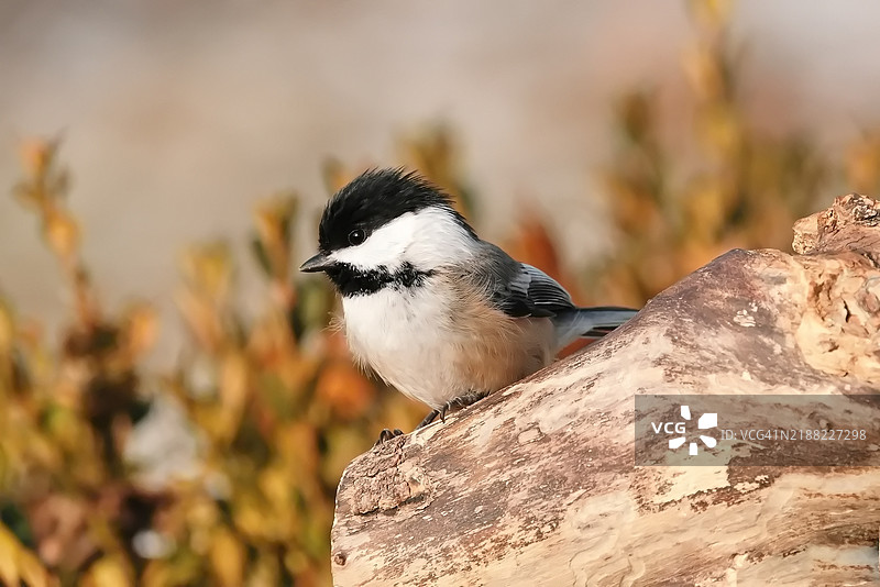 山雀特写镜头图片素材