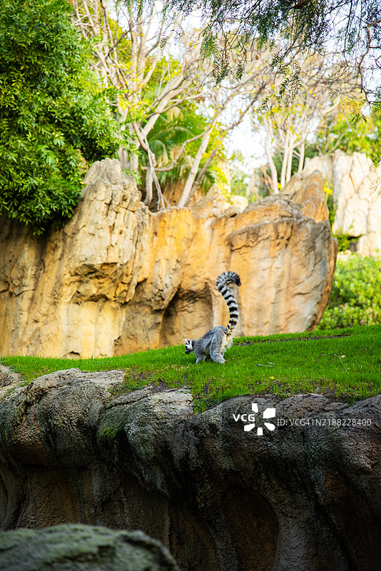 鸟儿栖息在岩石上的特写镜头图片素材