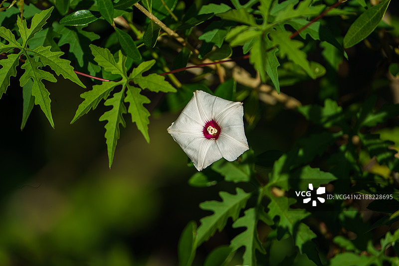 坦帕湾，佛罗里达州阳光明媚的一天拍摄的阿拉莫藤花丛。图片素材