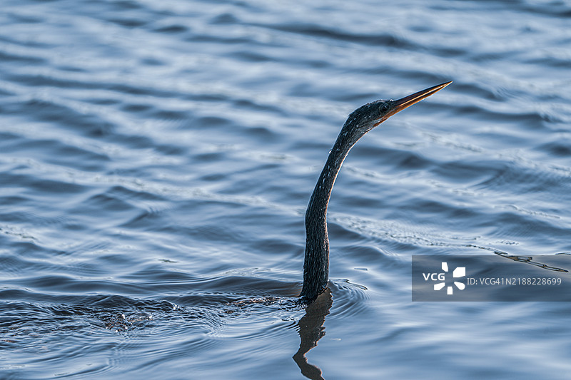 在佛罗里达州坦帕湾的阳光明媚的日子里，一只安赫尔鸟在池塘中游泳。图片素材