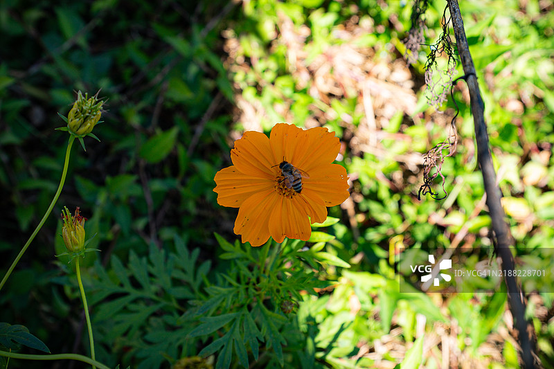 蜜蜂在黄色大波斯菊花上采集花粉 拍摄于佛罗里达州坦帕湾的阳光明媚的日子图片素材