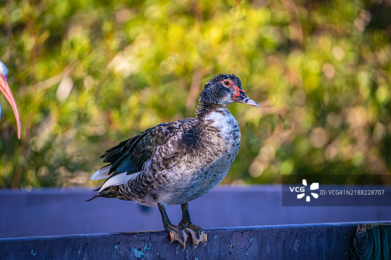 在佛罗里达州坦帕湾的阳光明媚的日子里，穆斯科维鸭栖息在木栈道的栏杆上图片素材