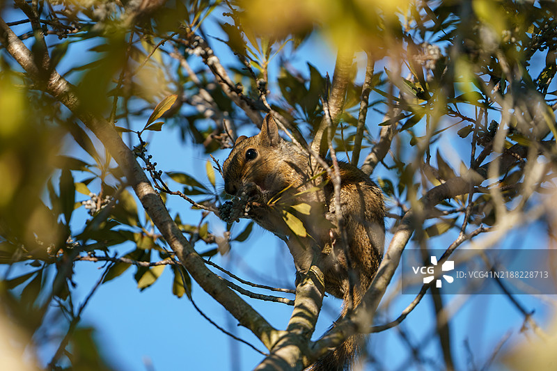 东部灰松鼠在树上吃浆果 拍摄于佛罗里达州坦帕湾的阳光明媚的日子图片素材