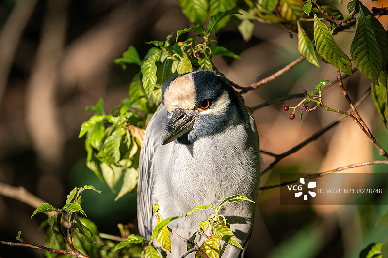 黄冠夜鹭在树枝上晒太阳 拍摄于佛罗里达州坦帕湾的阳光明媚的日子图片素材