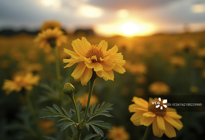 一片盛开的明亮黄色万寿菊花田，背景是郁郁葱葱的绿叶。图片素材