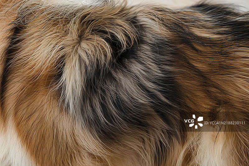 动物毛皮，主要呈现棕色和黑色的色调图片素材