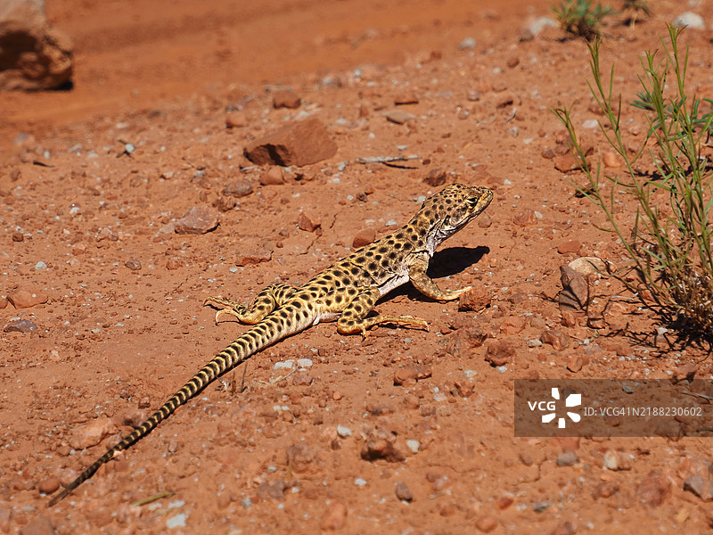 犹他州美国地面上的领带蜥蜴特写图片素材