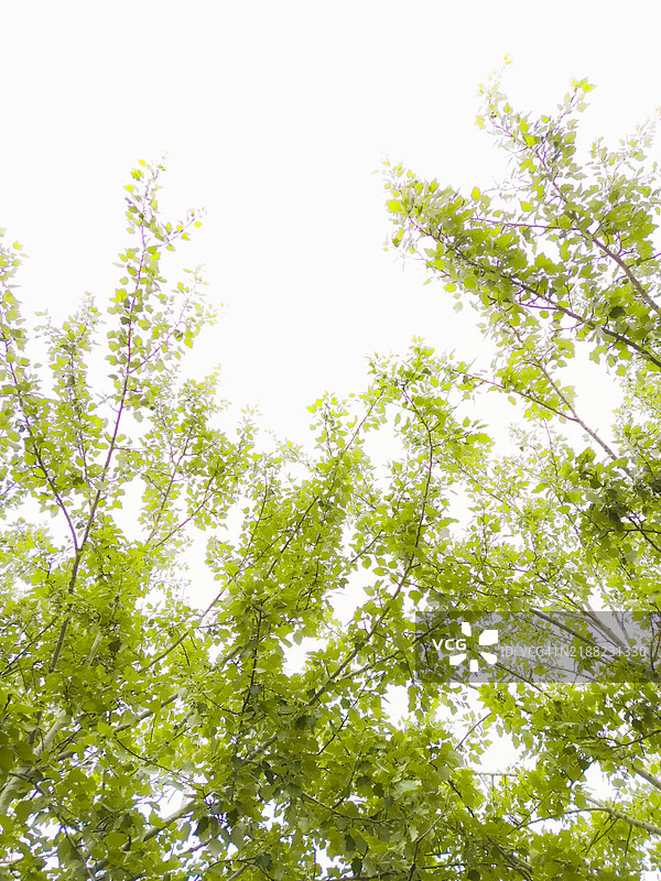 低角度视图的树木与天空相对图片素材