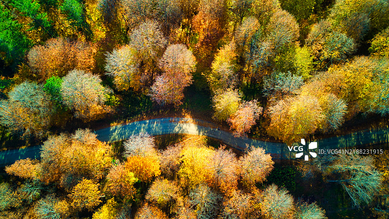 秋季森林中树木的鸟瞰图图片素材