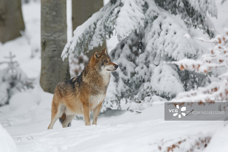 雪地上站立的狐狸侧面，位于加利福尼亚州特梅cula，美国图片素材