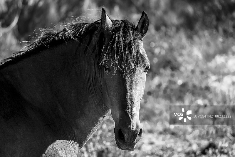马在田野上站立的特写镜头图片素材