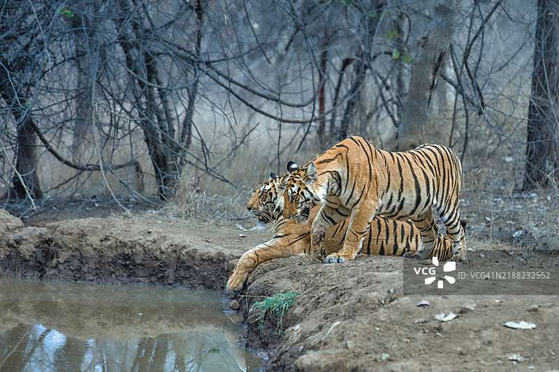 动物园里老虎的侧面视图图片素材