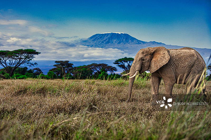 非洲象侧面站在草地上图片素材