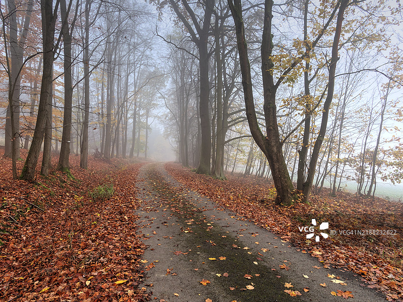 秋天森林中的树木图片素材