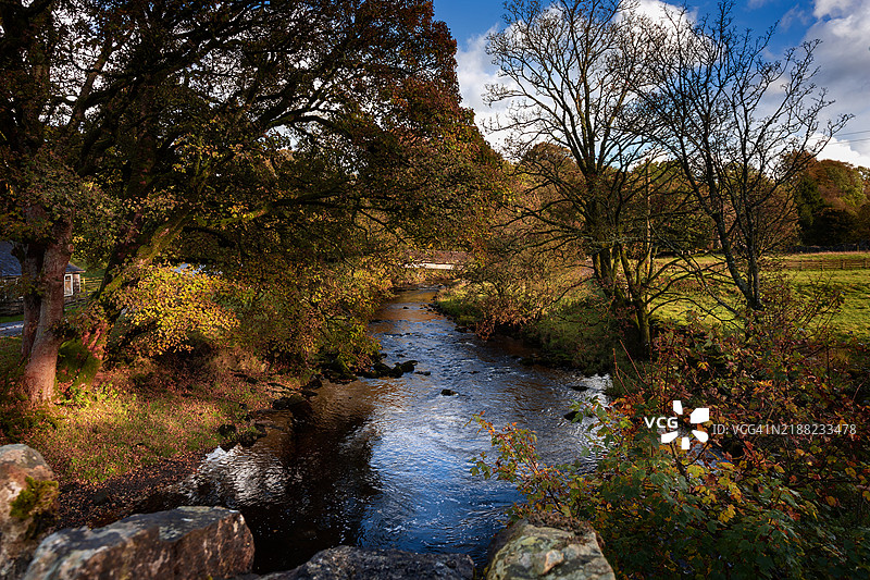 秋天森林中生长的树木图片素材
