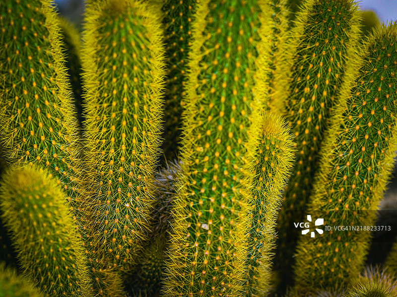 近距离拍摄的仙人掌，曼斯菲尔德，俄亥俄州，美国图片素材