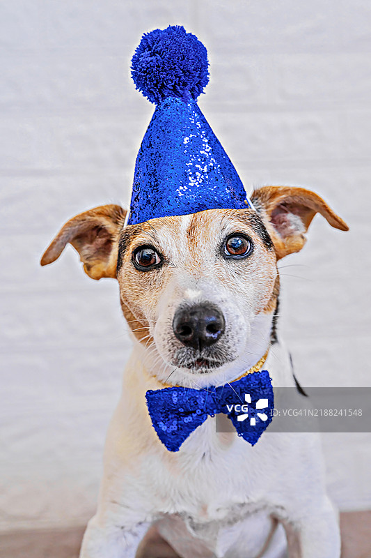 戴着蓝色派对帽和蝴蝶结的梗犬图片素材